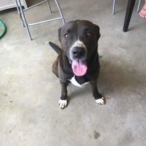 Meet your Posher, Bennett